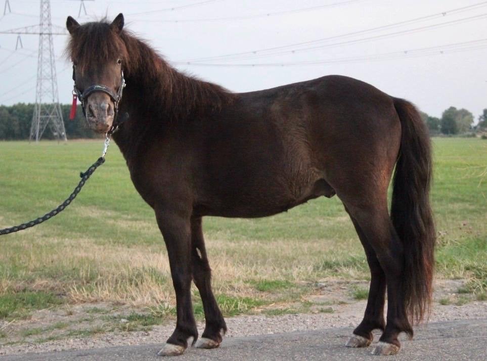 Superlieve, zelfgefokte Appaloosa pony ruin (2022), Dieren en Toebehoren, Ruin, Niet van toepassing, A pony (tot 1.17m), 3 tot 6 jaar