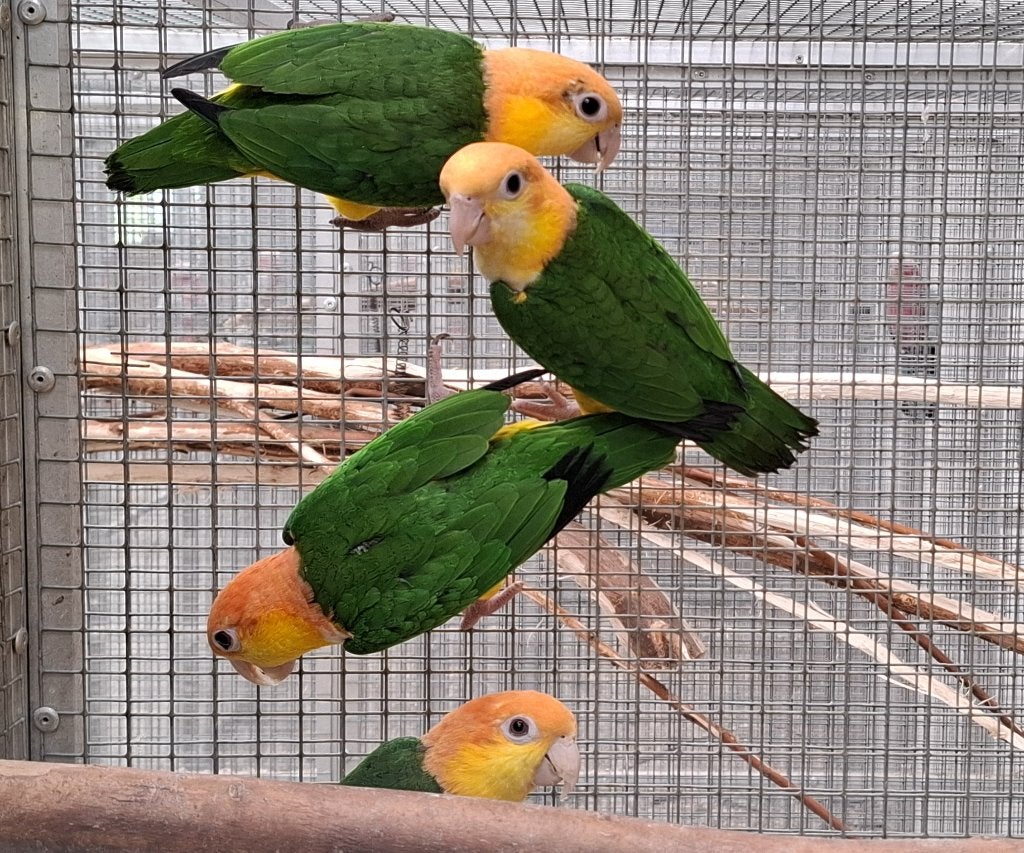 Roestkop Caique pop te koop, Vrouwelijk, Papegaai, Geringd