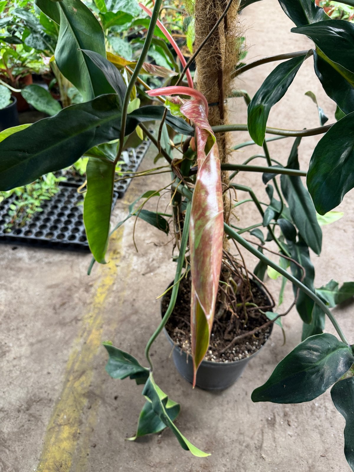 Grote Philodendron Mexicanum, Ophalen, Halfschaduw, Minder dan 100 cm