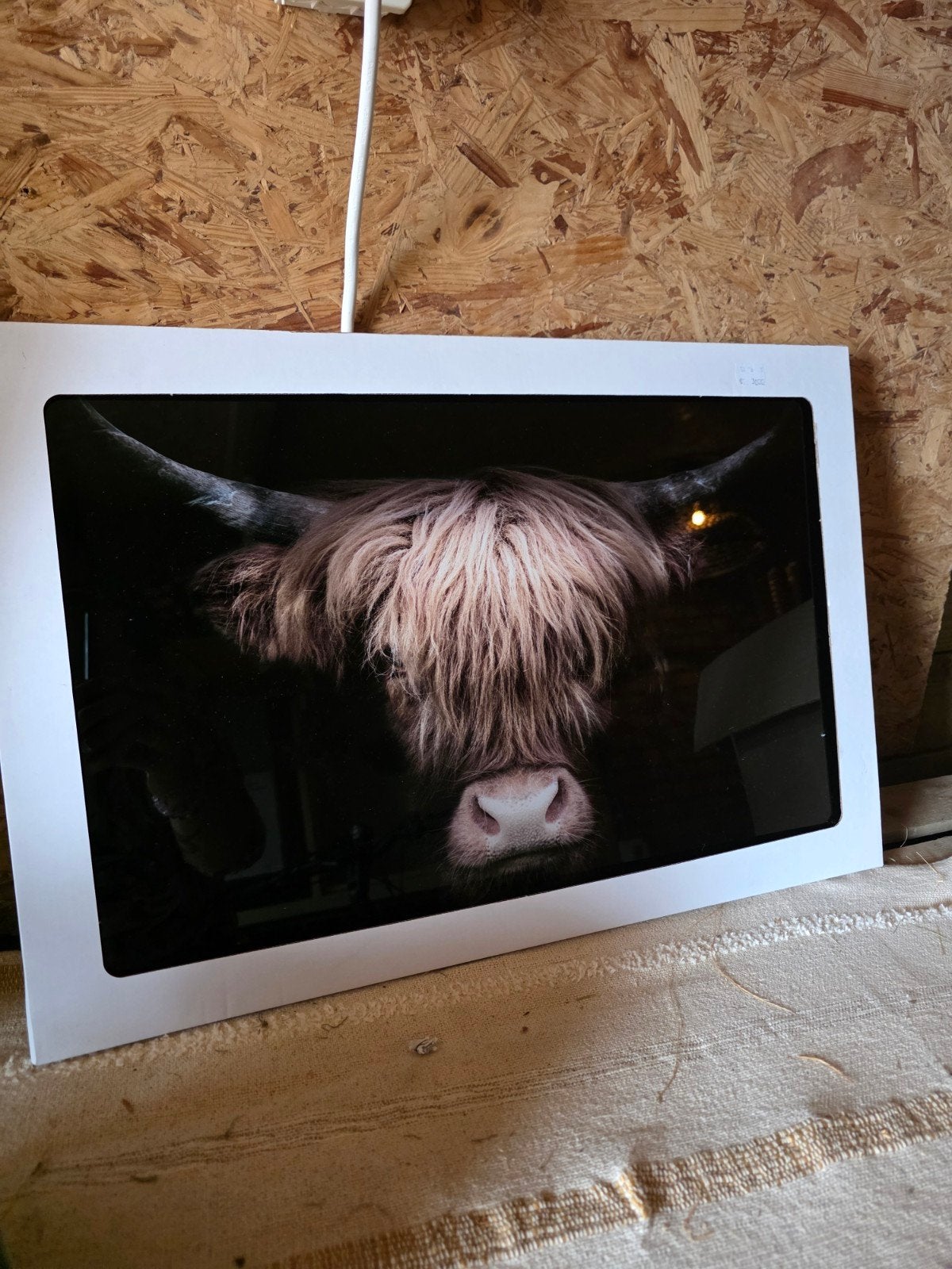 Glas Schilderij Schotse Hooglander, Ophalen, -, -, Nieuw