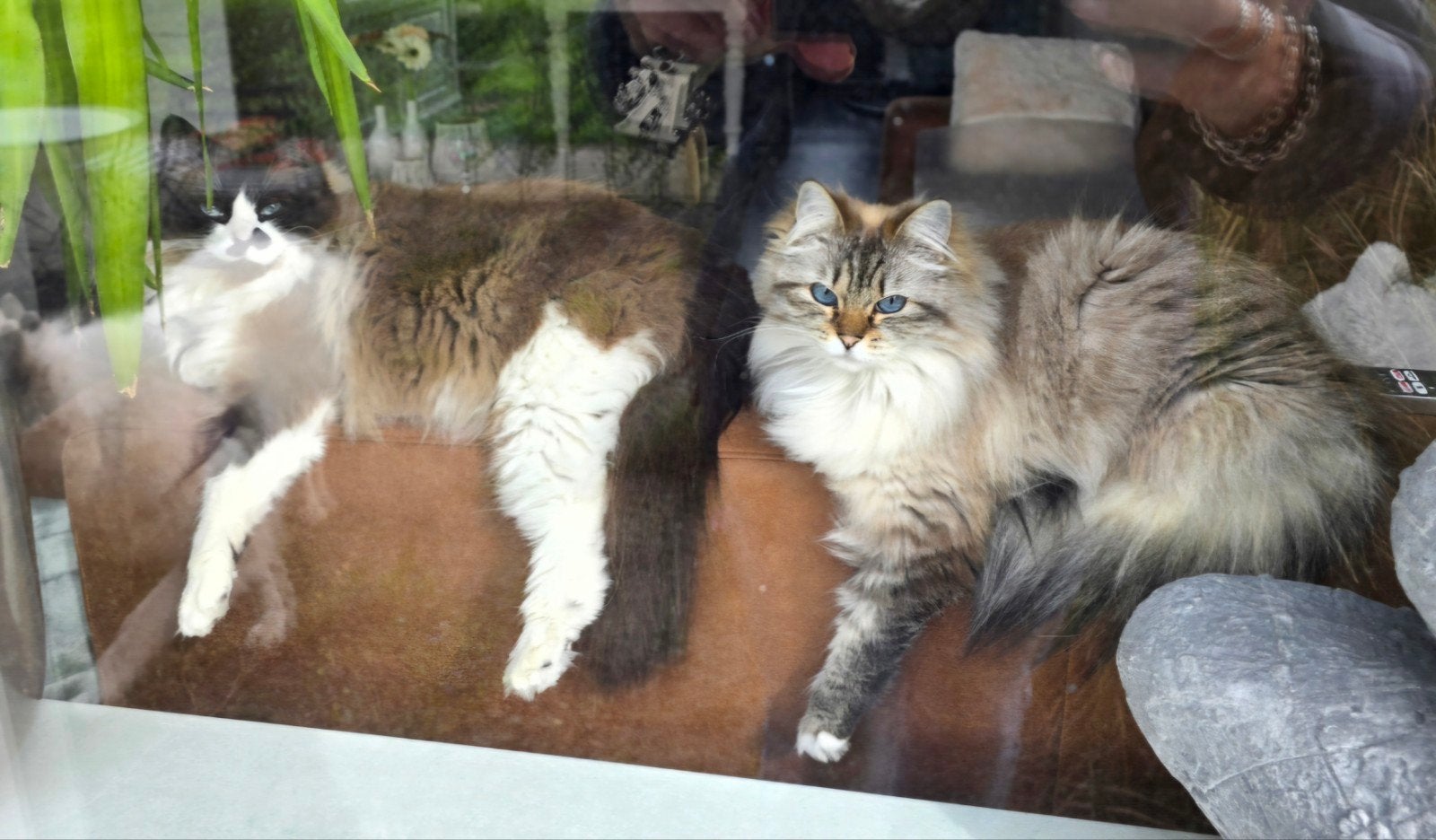 2 prachtige neva masquerade/ siberische boskatten( moeder& d, Poes, Met stamboom, 3 tot 5 jaar