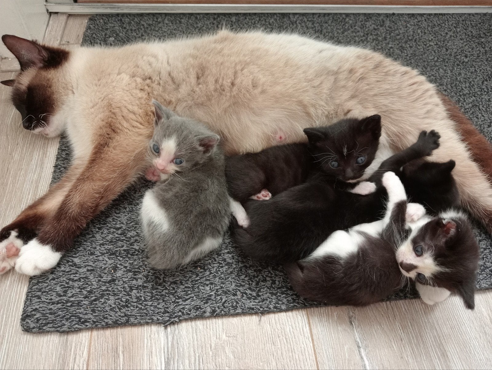 Foto 19 van z.s.m. weg nog 1. Leuke unieke kittens vn Siamese moederpoes
