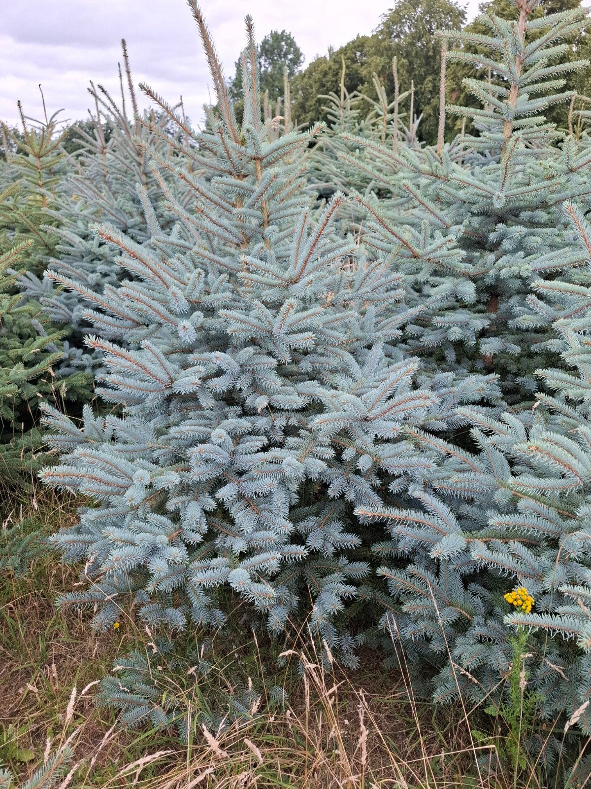 Kerstbomen, Ophalen, Volle zon, Overige soorten