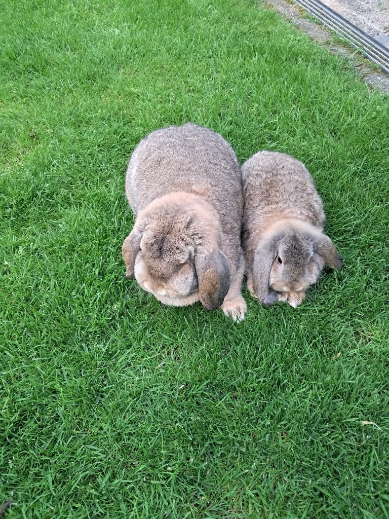 Rasechte Duitse hangoren voedsters, Dieren en Toebehoren, Konijnen, Vrouwelijk, Middelgroot, Hangoor
