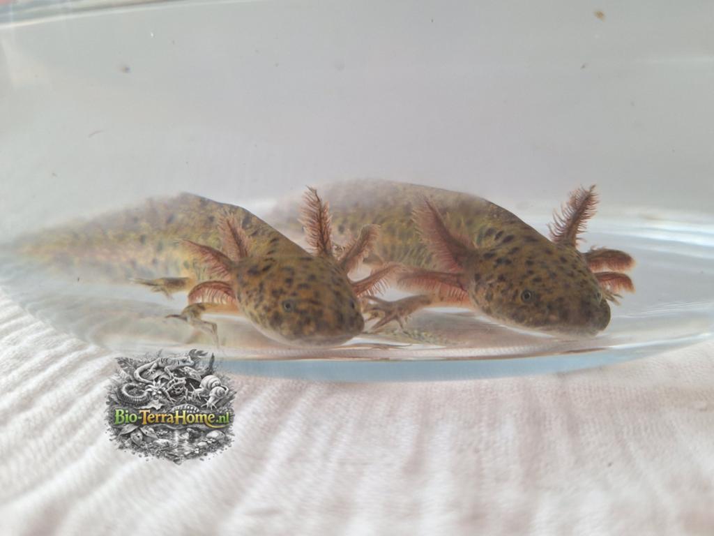 Axolotl (wild kleur), Amfibie, 0 tot 2 jaar