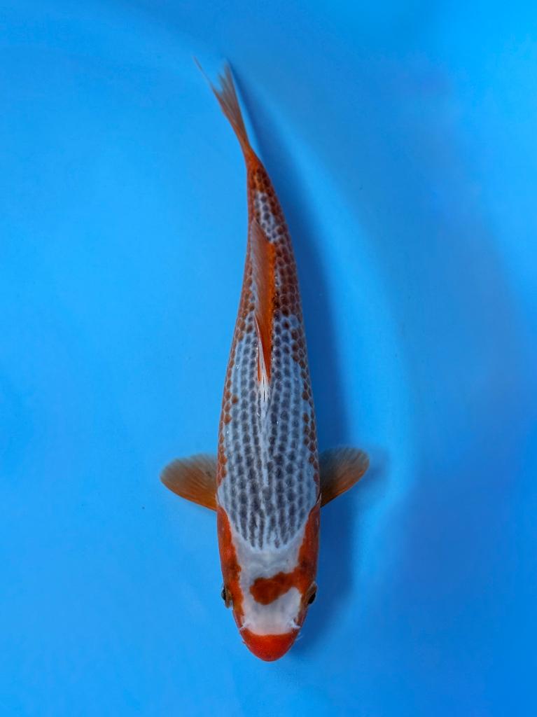 HQ Asagi Young Nisai 26-30cm Wada Japanse koi, Karper of Koi