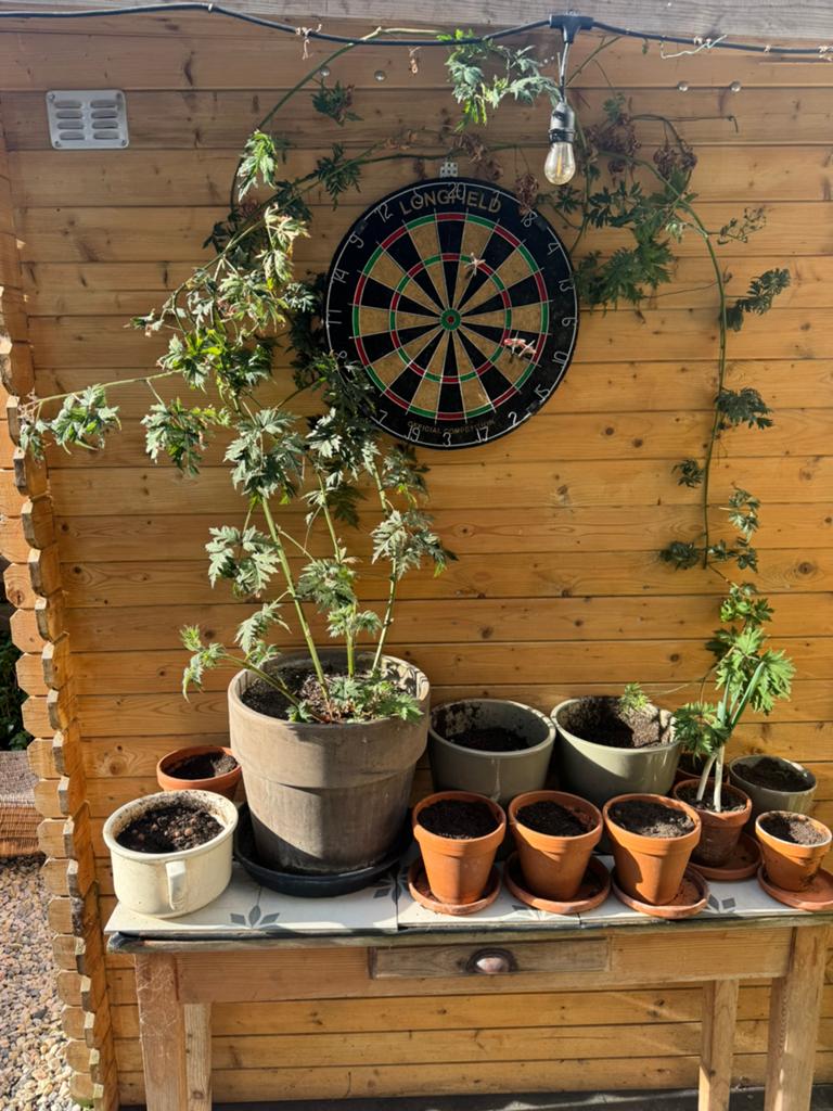 Bramenstruik in pot, Ophalen, Overige soorten, Struik, 100 tot 250 cm