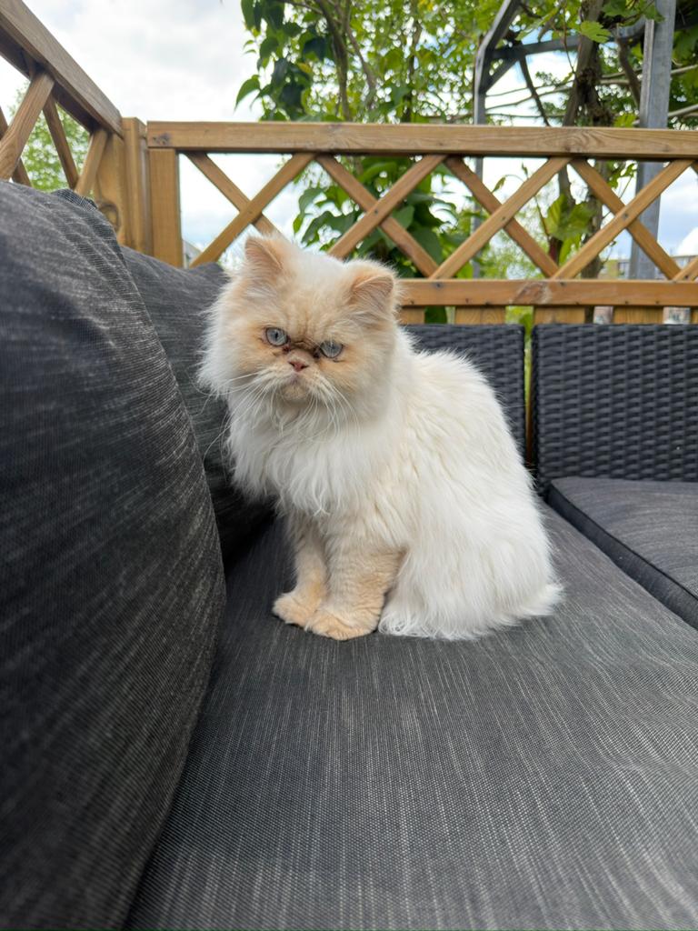 Perzische kater, Kater