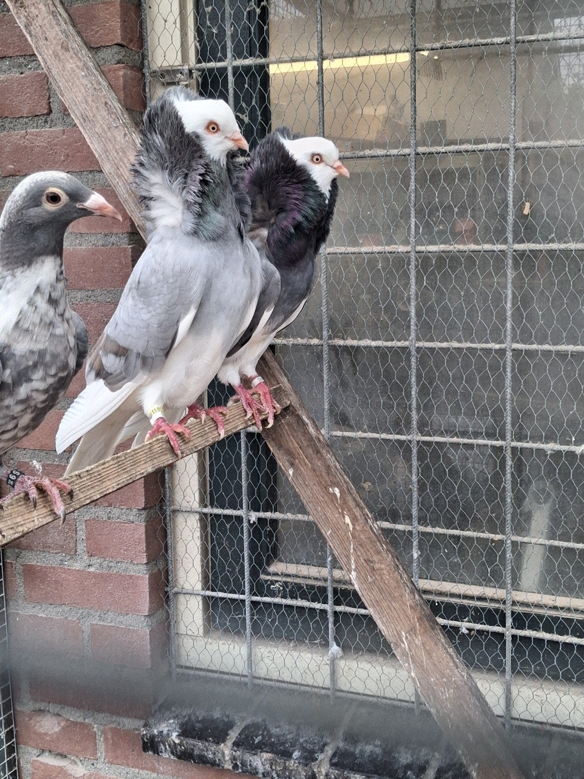 koppel oud Hollandse kapucijners, Dieren en Toebehoren, Vogels | Duiven, Meerdere dieren, Overige soorten