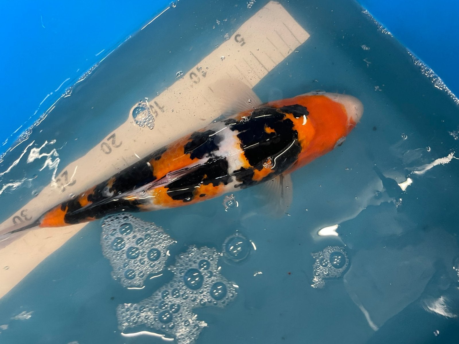 Showa van 34 cm, Karper of Koi
