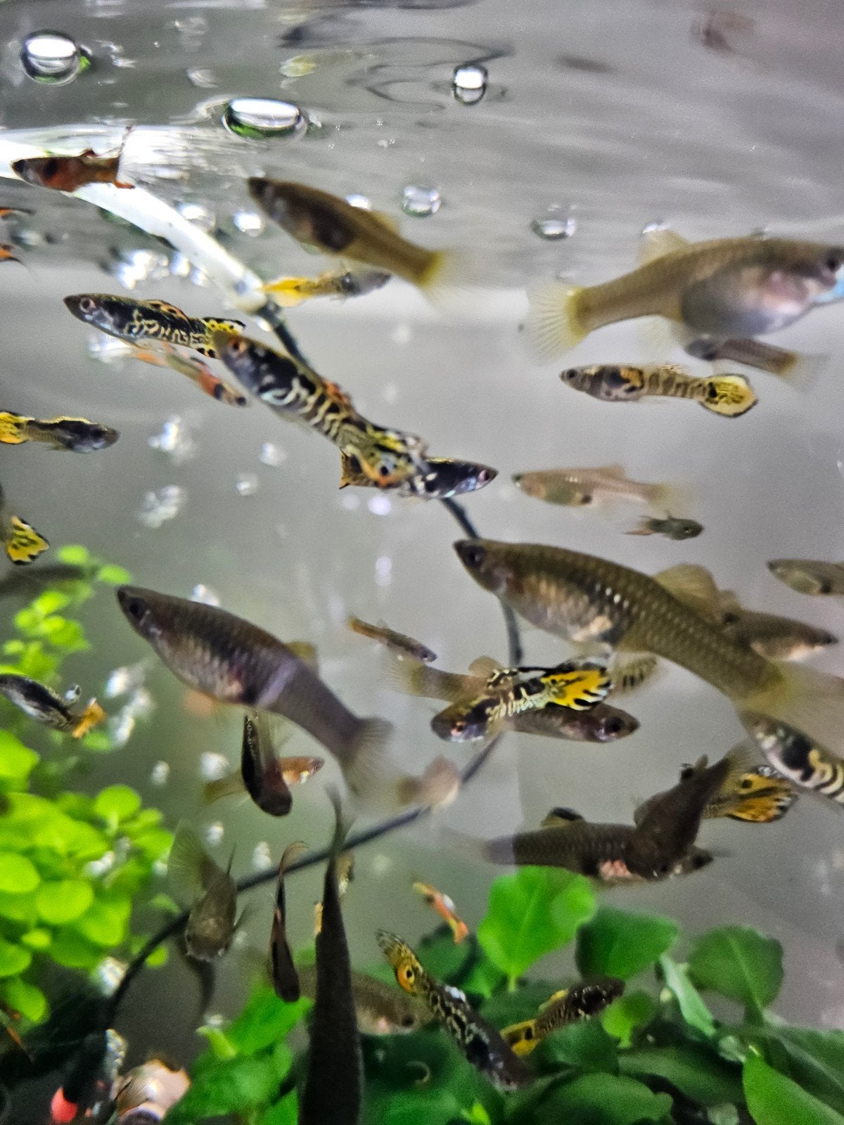 Tijger guppies mix, Vis, Zoetwatervis, Schoolvis