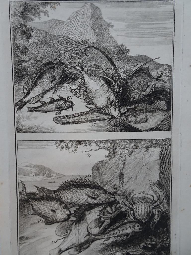 etsen tropische vissen nr 8 met krab, Indonesië Elliger 1724, Antiek en Kunst, Origineel, Flora en Fauna, 1700 - 1799, Verzenden