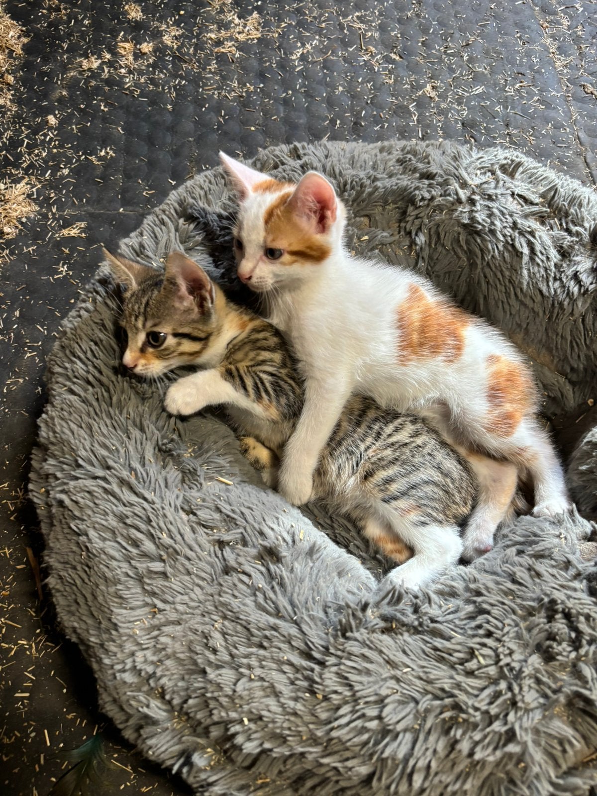 Super lieve aanhankelijke kittens, Meerdere dieren, Ontwormd