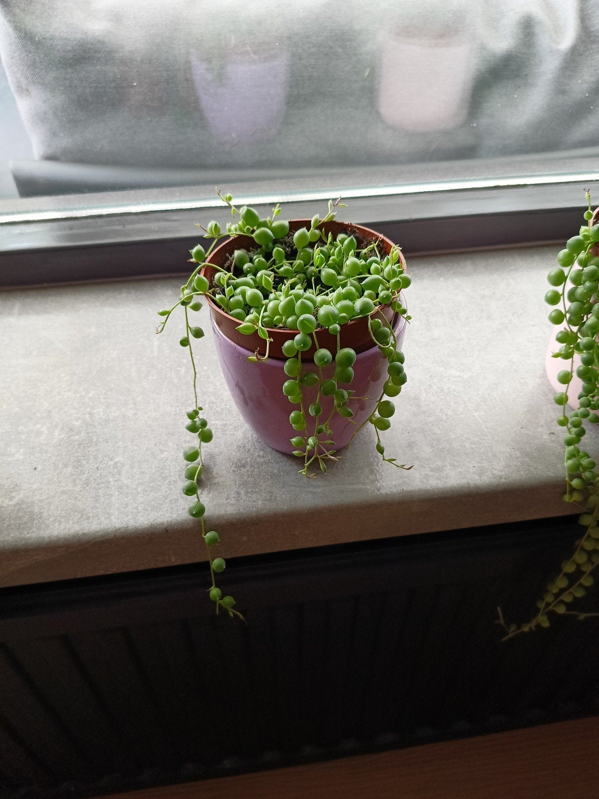 Erwtenplantje (Senecio Rowleyanus) in pot, Huis en Inrichting, Ophalen, Vetplant, In pot, Minder dan 100 cm