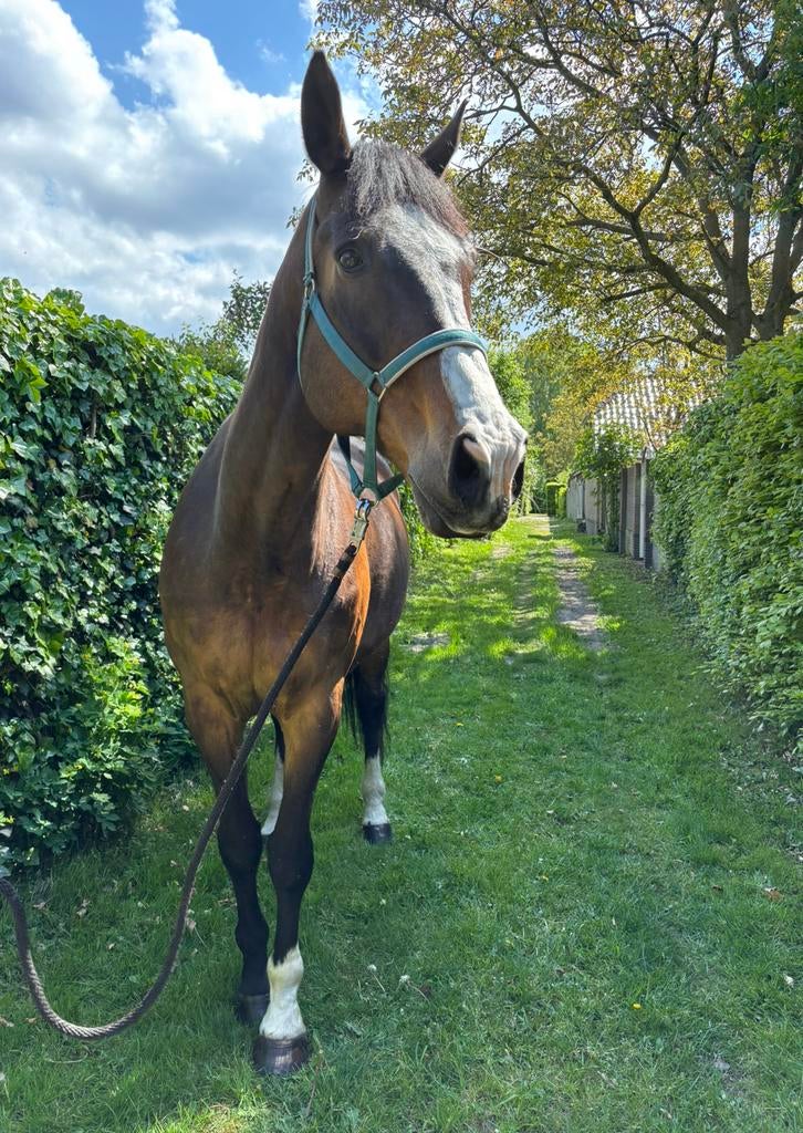 Paard - Lieve 16 jarige KWPN ruin (paard) 1.83 schofthoogte, Dieren en Toebehoren, Pony's, Ruin, Gechipt, 11 jaar of ouder