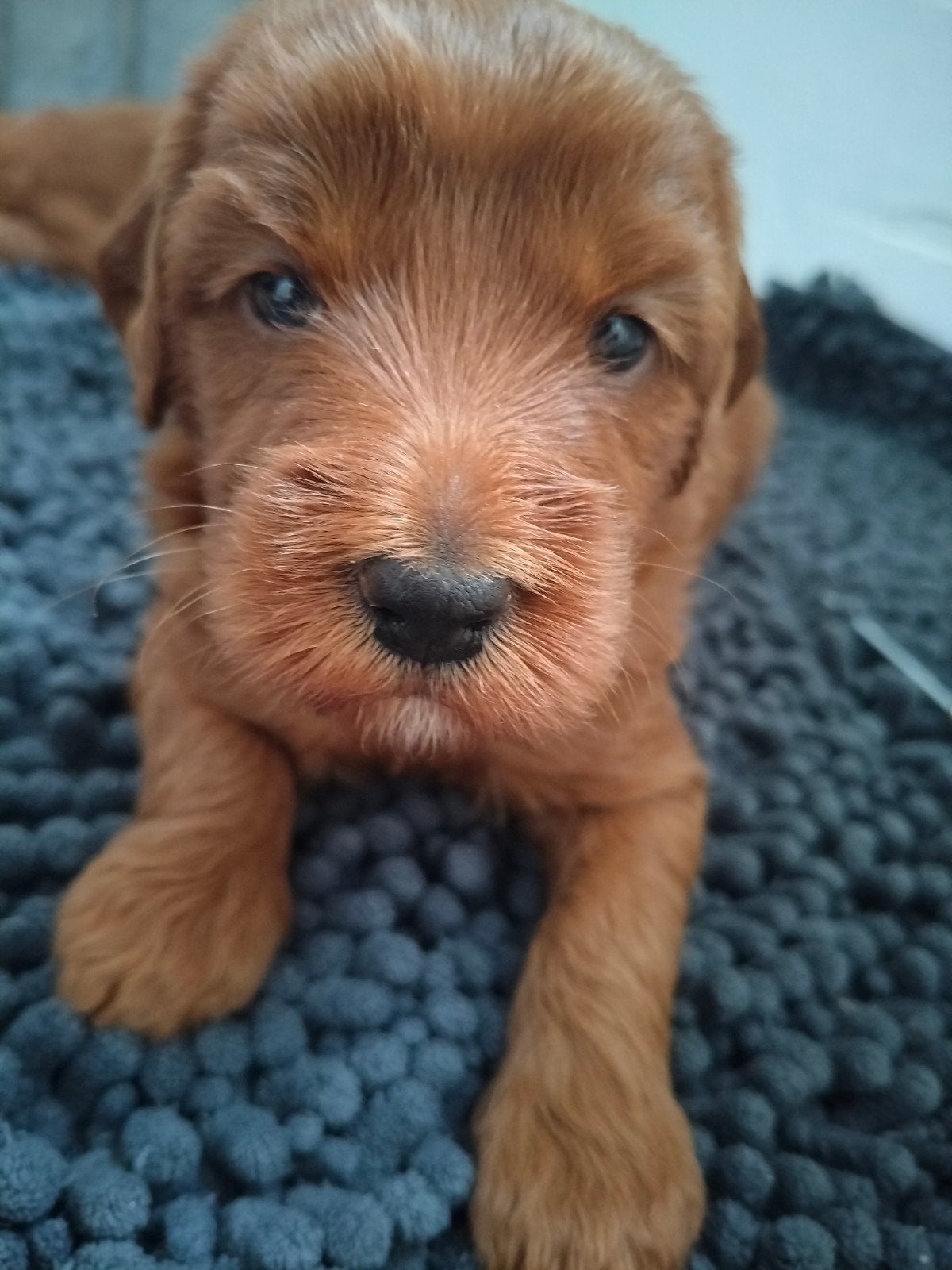 Mini /kleine medium Australian Labradoodle pups, 8 tot 15 weken, Meerdere, Meerdere dieren, Nederland