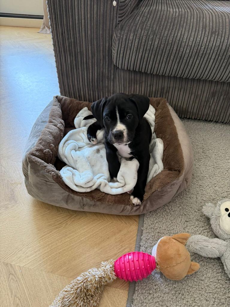 Puppy labrador X bully, Dieren en Toebehoren, Honden | Retrievers, Spaniëls en Waterhonden, Parvo, 8 tot 15 weken, Eén hond, Nederland