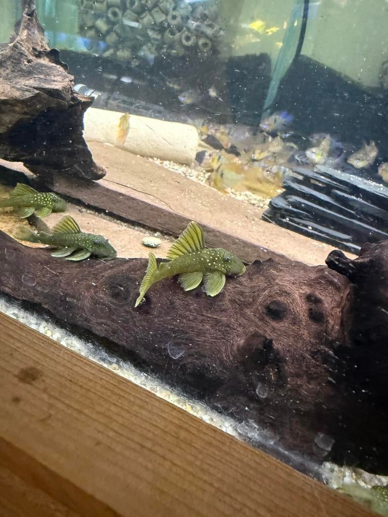 Loricariidae lijst 11-04-2026, Dieren en Toebehoren, Vissen | Aquariumvissen, Vis, Zoetwatervis