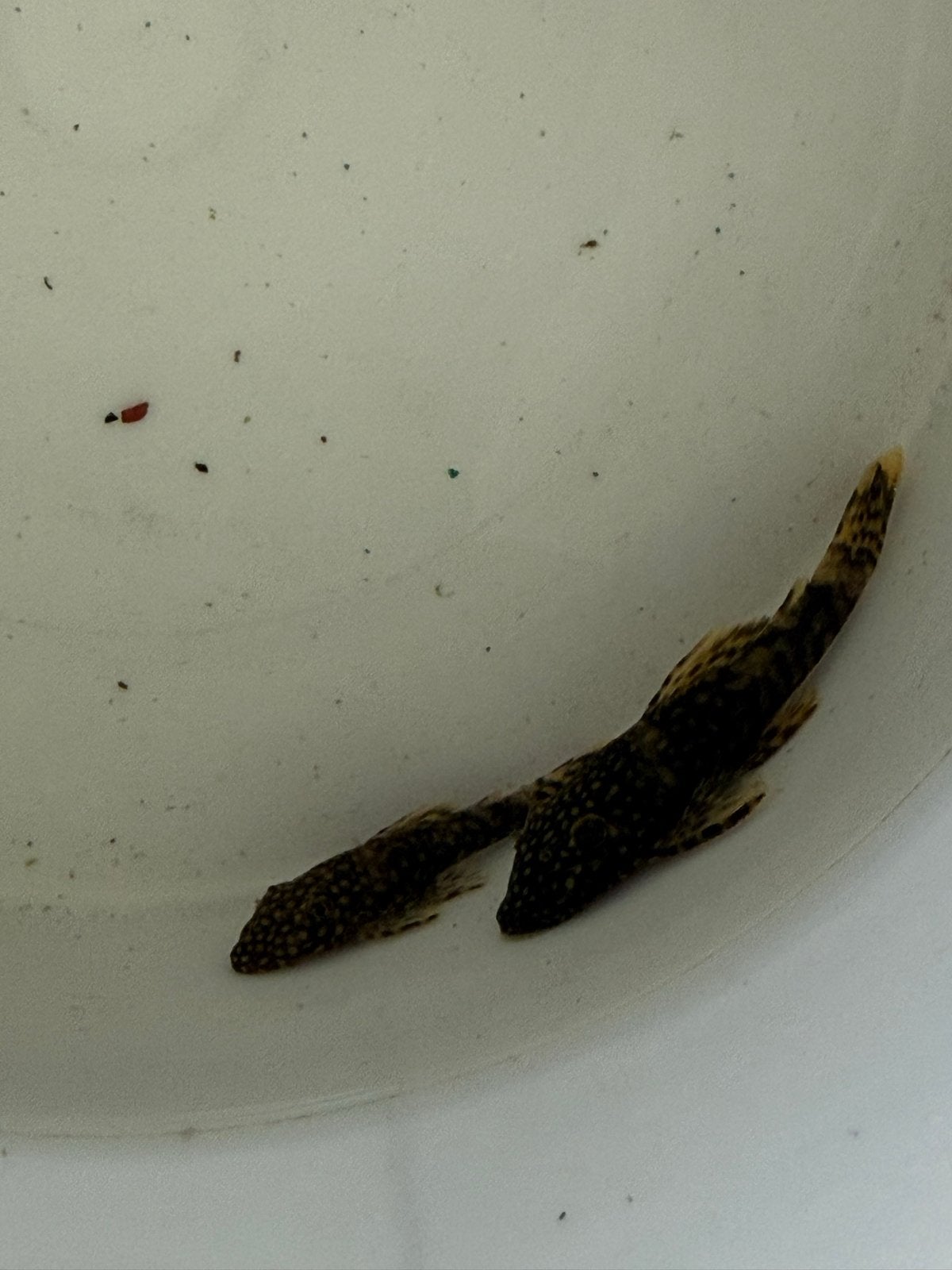 Jonge borstelneuzen te koop!, Dieren en Toebehoren, Vis, Zoetwatervis