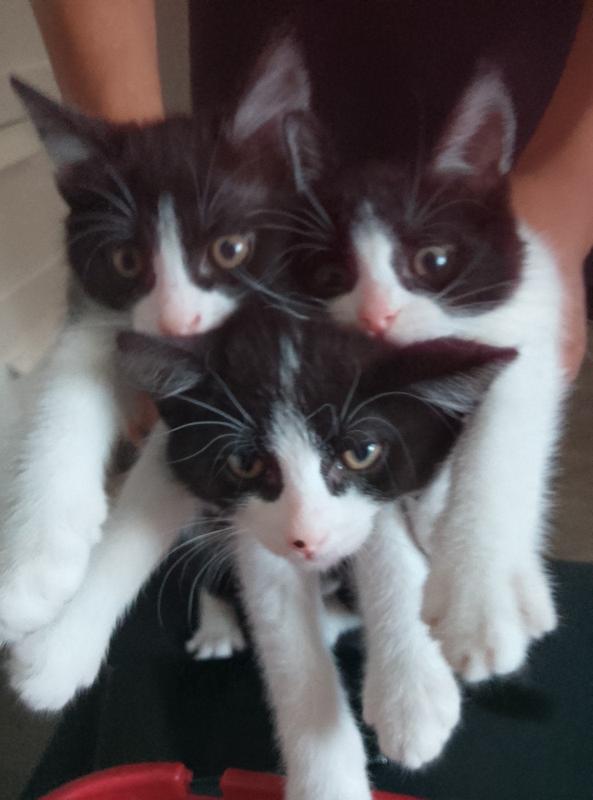 Kitten 8 weken