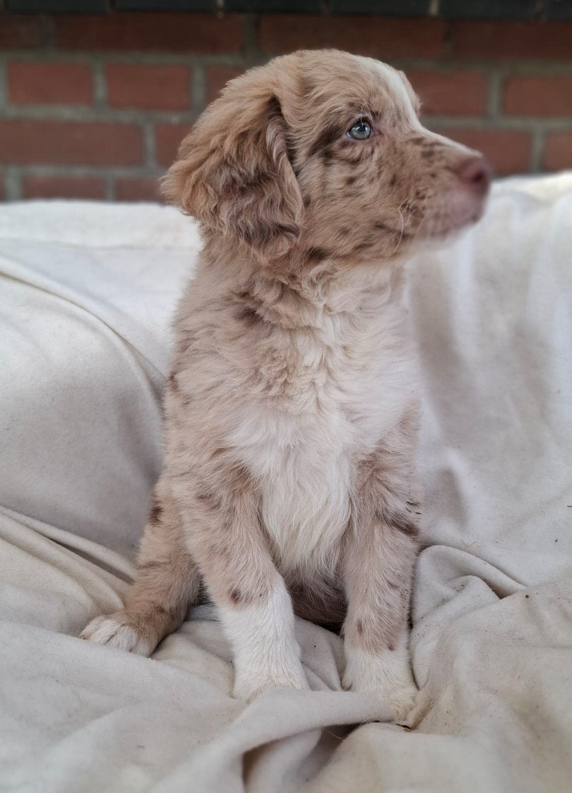 Prachtige AussieDoodle pups, teefjes, Parvo, Overige rassen, 8 tot 15 weken, Teef