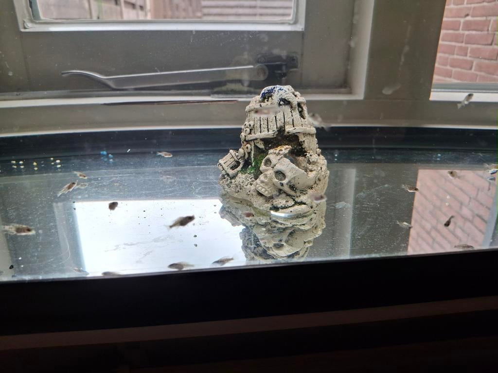 Jonge Aulonocara + Zebra.s cichliden, Dieren en Toebehoren, Vis, Zoetwatervis