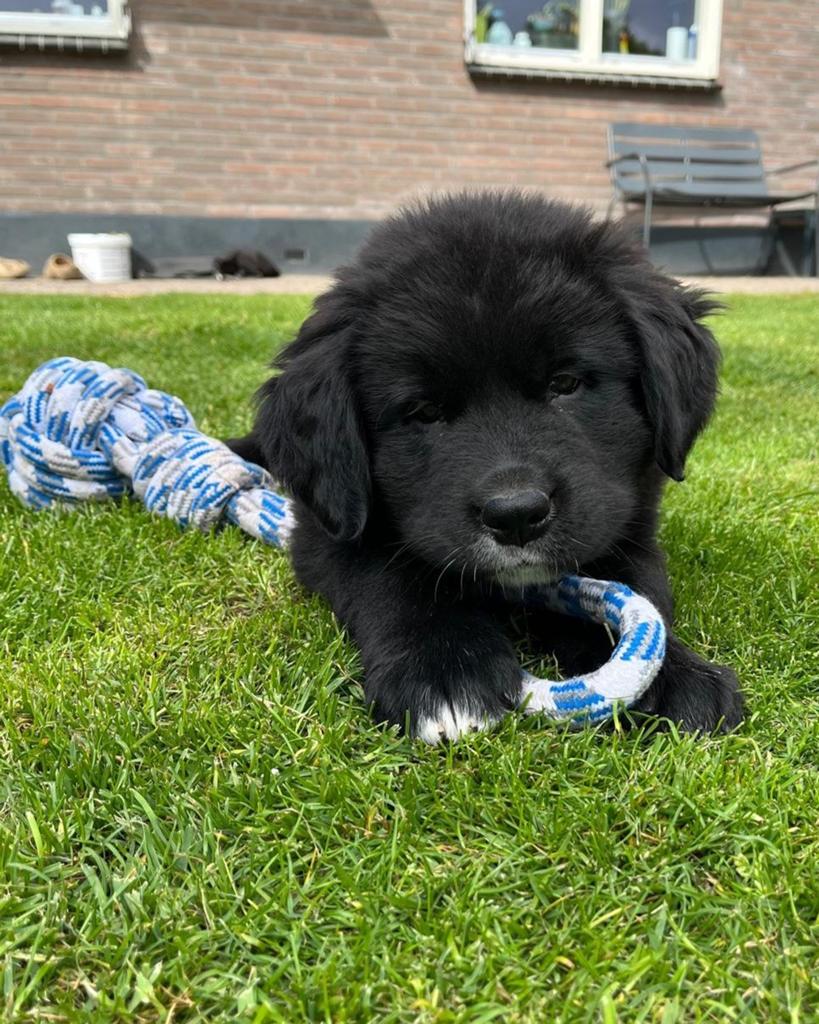 Lieve pups 3/4 Berner 1/4 Labrador, Parvo, Meerdere, Meerdere dieren, Nederland