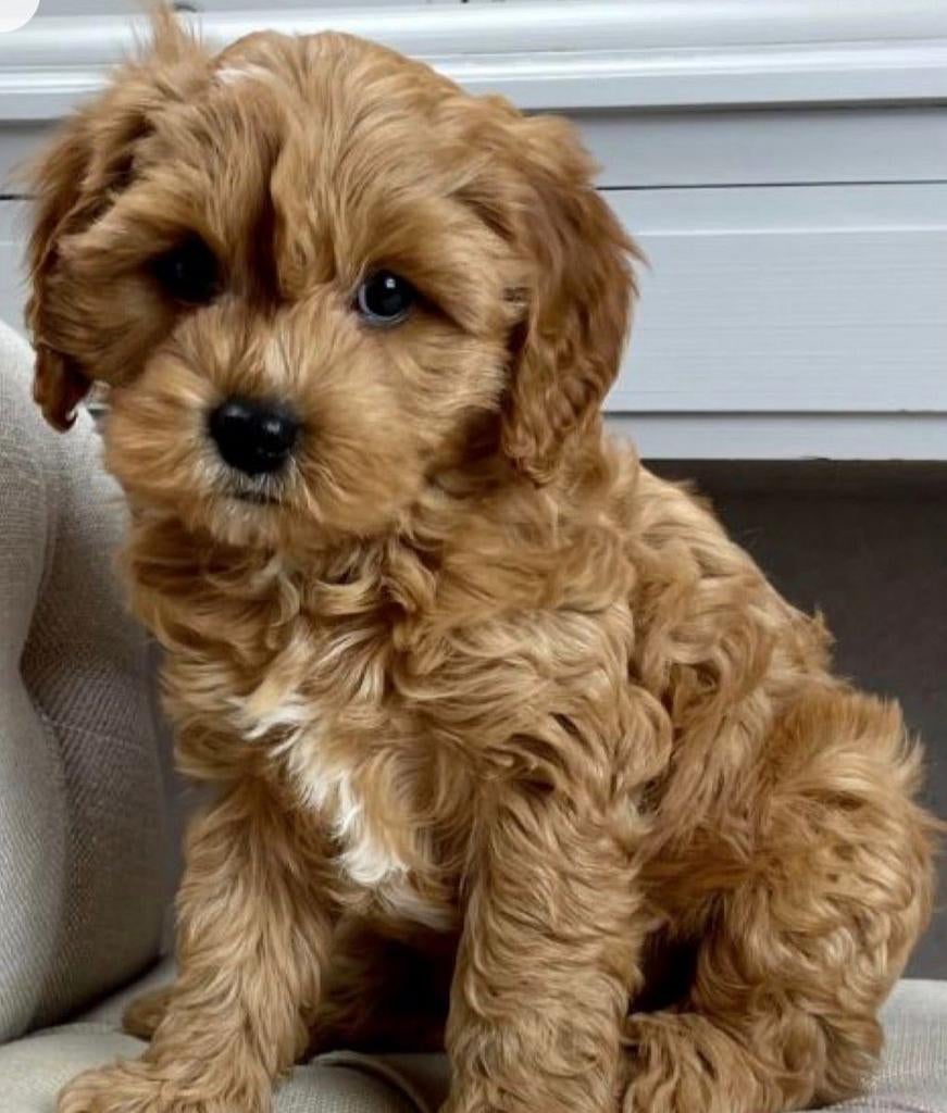 Goldendoodle pups te koop – liefdevol grootgebracht, Dieren en Toebehoren, Honden | Niet-rashonden, Parvo, 8 tot 15 weken, Meerdere