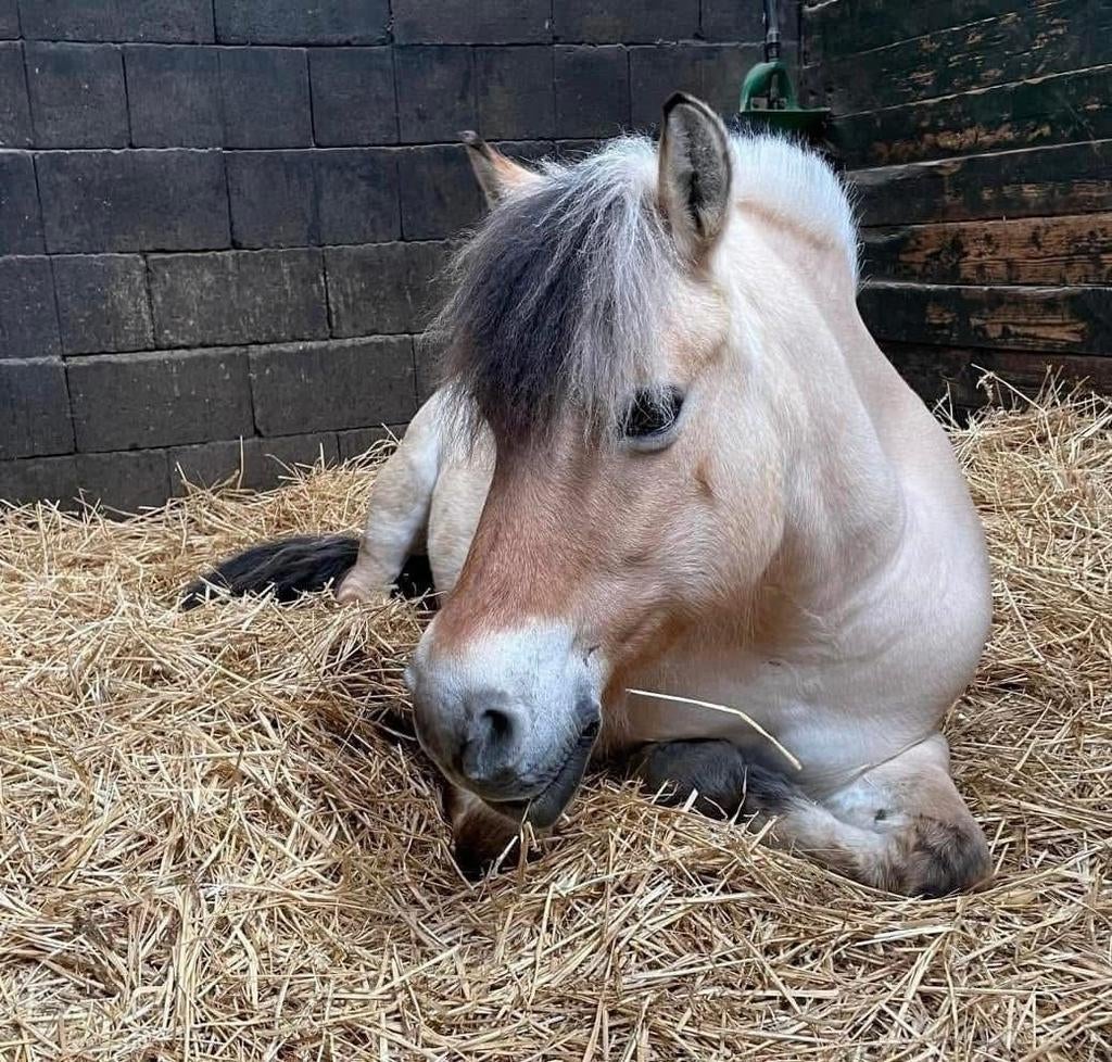 Lieve betrouwbare pony, Dieren en Toebehoren, Merrie, C pony (1.27m tot 1.37m), 11 jaar of ouder