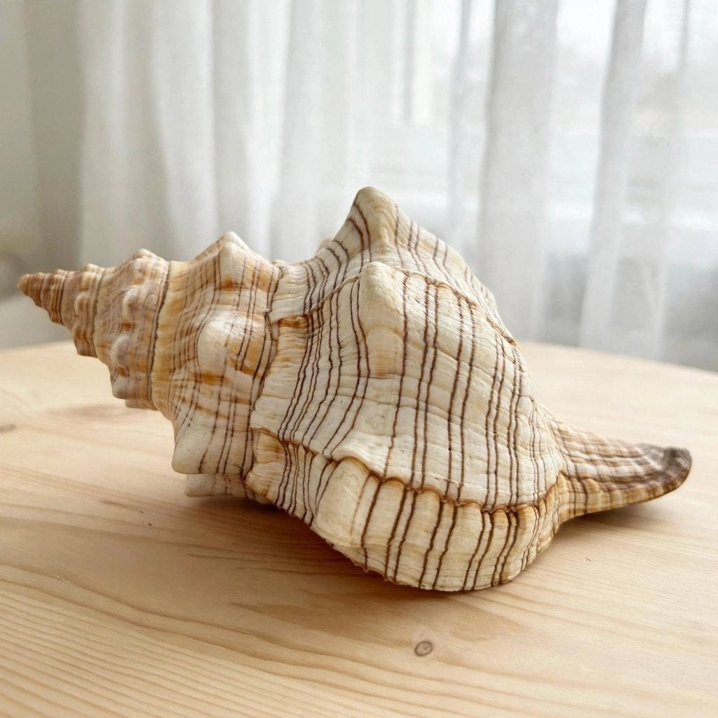 Grote Zeeschelp - Pleuroploca Trapezium 18 cm - Horse Conch, Verzamelen, Ophalen of Verzenden, Schelp(en)