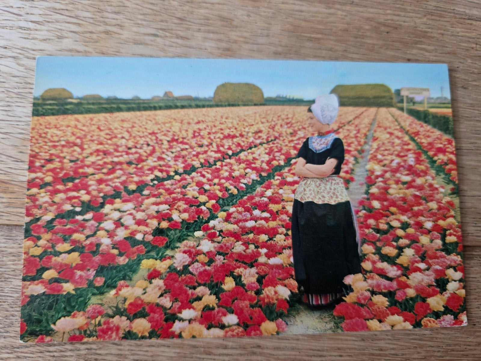 Bollenvelden Haarlem en omstreken, Ophalen of Verzenden