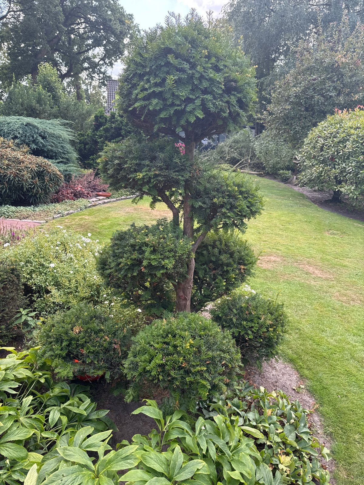 Prachtige Taxus Bonsai - Unieke Vorm, Tuin en Terras, Vaste plant, Bloeit niet, Halfschaduw, Ophalen
