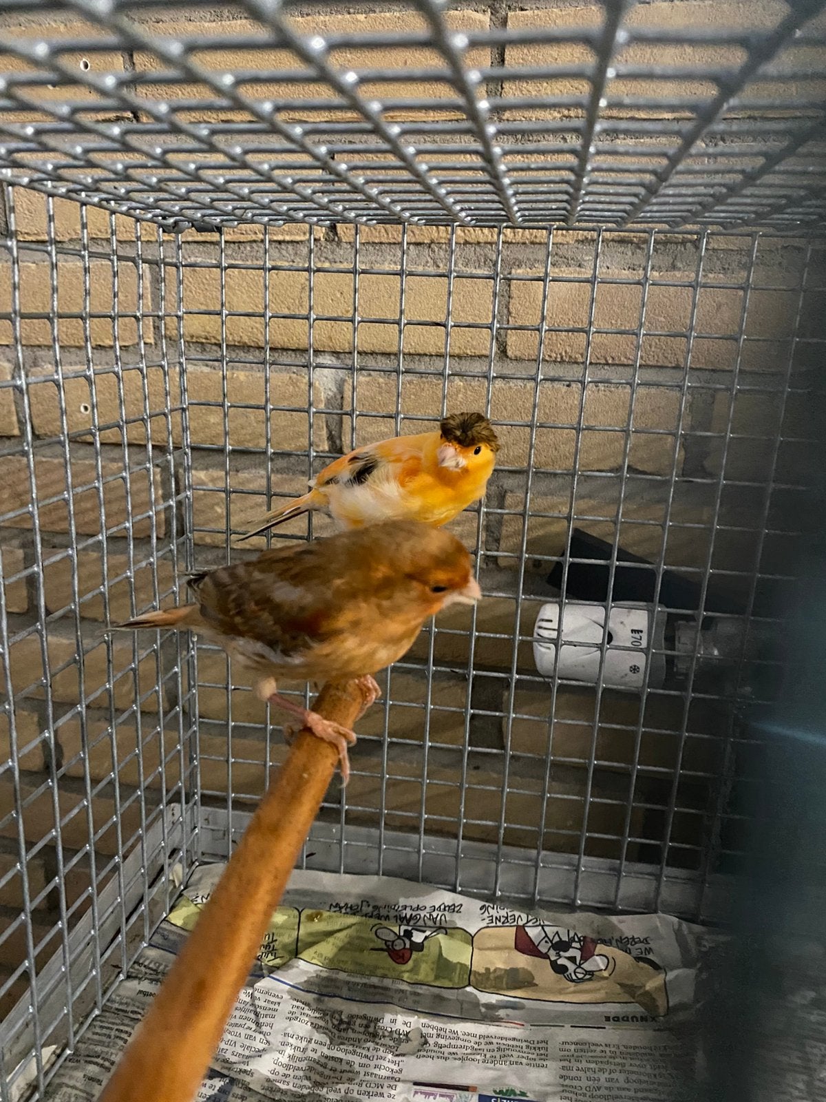 Kanaries harlekijn, Dieren en Toebehoren, Vogels | Kanaries, Meerdere dieren, Kleurkanarie