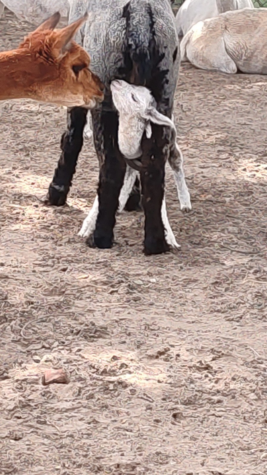 Diverse alpaca's te koop, Dieren en Toebehoren, 0 tot 2 jaar