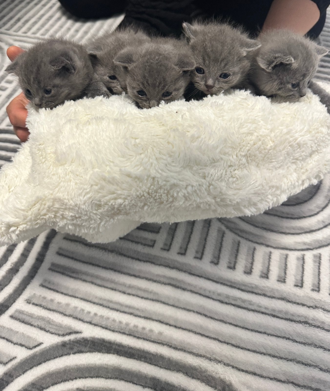 Prachtige britse korthaar kittens TE KOOP!!
