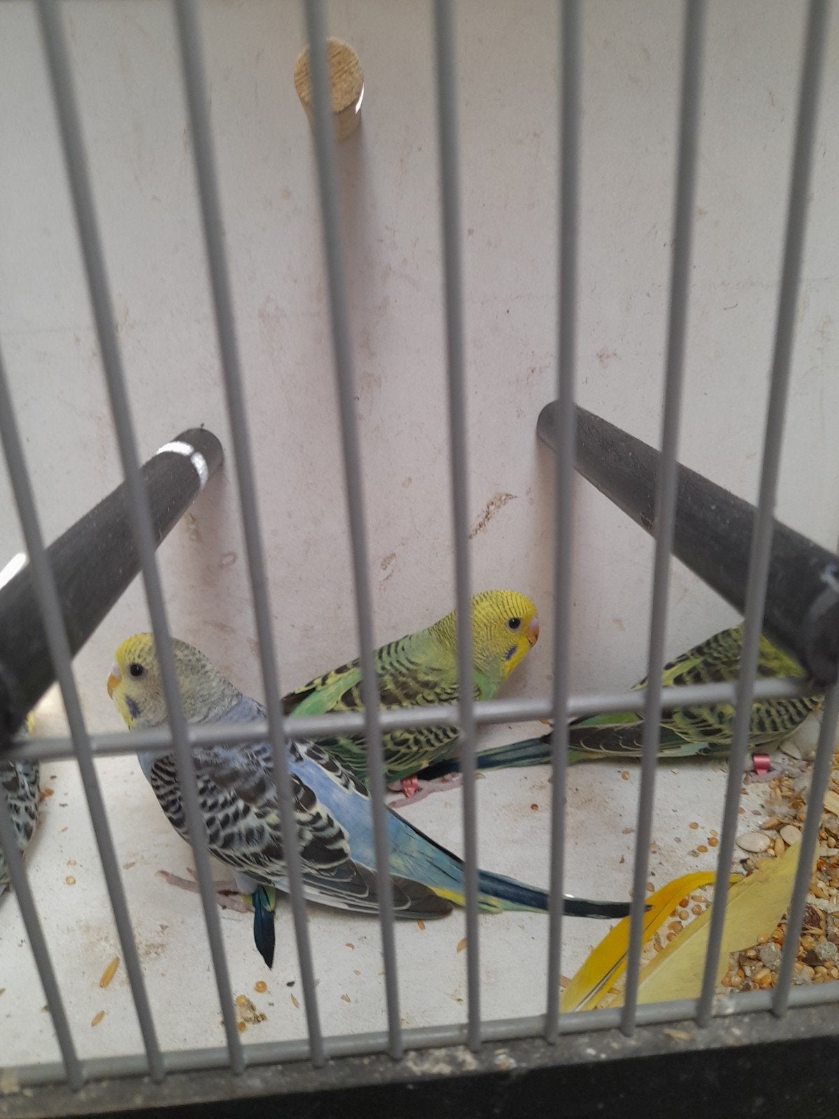 Regenboog grasparkieten, Dieren en Toebehoren, Vogels | Parkieten en Papegaaien, Meerdere dieren, Parkiet, Geringd