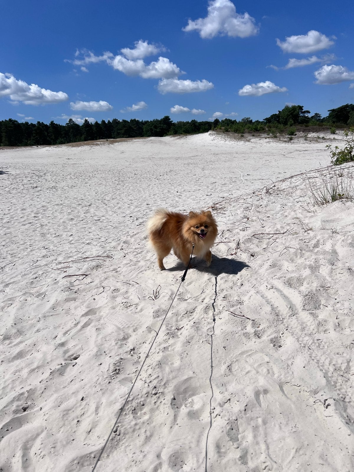 Gouden mandje gezocht voor pomeriaan Bliss, Dieren en Toebehoren, Honden | Niet-rashonden, Parvo, Teef, Eén hond, Klein