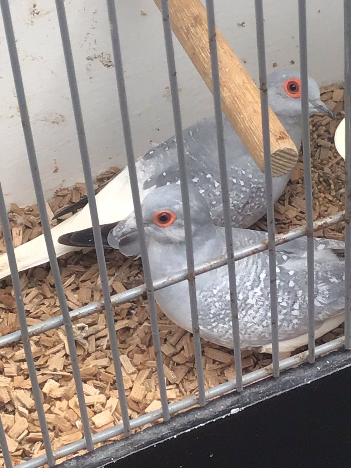2 diamantduif doffers, Dieren en Toebehoren, Vogels | Overige Vogels, Mannelijk