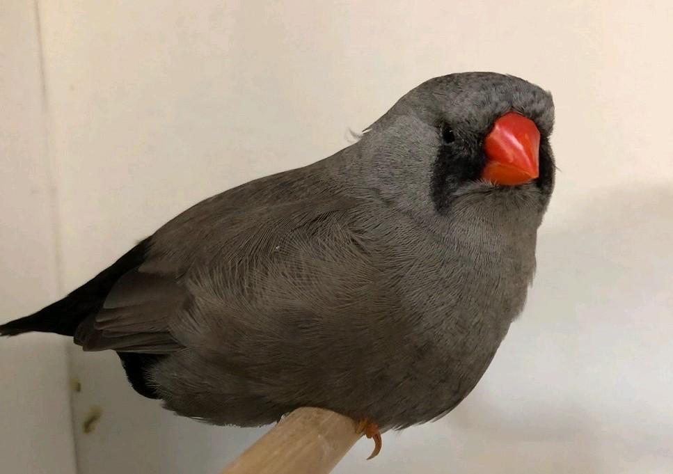 GEZOCHT! zebravink popje in deze kleur (charcoal/ eumo), Dieren en Toebehoren, Meerdere dieren