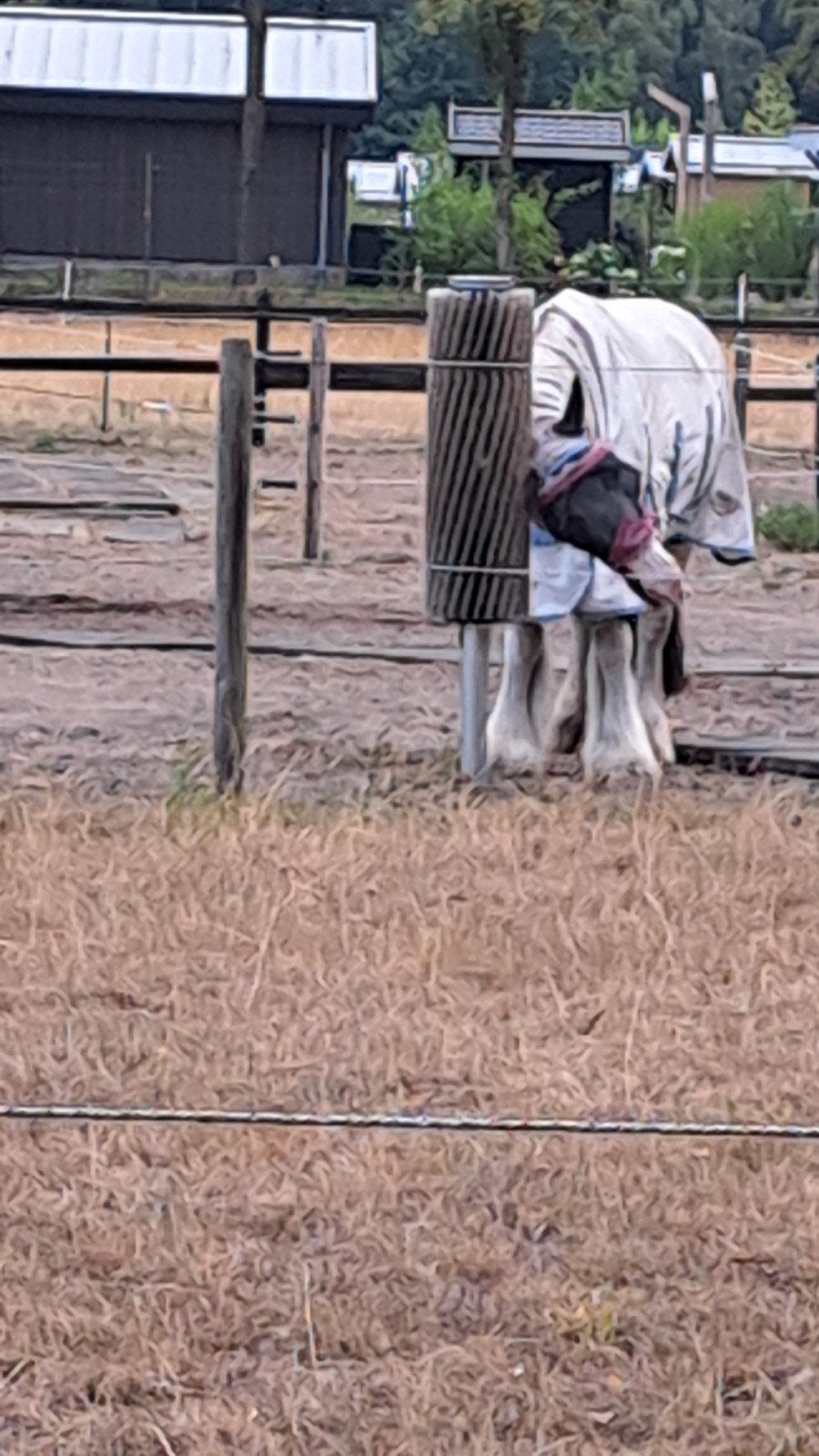 paddock paradise, Dieren en Toebehoren, Weidegang, 2 of 3 paarden of pony's