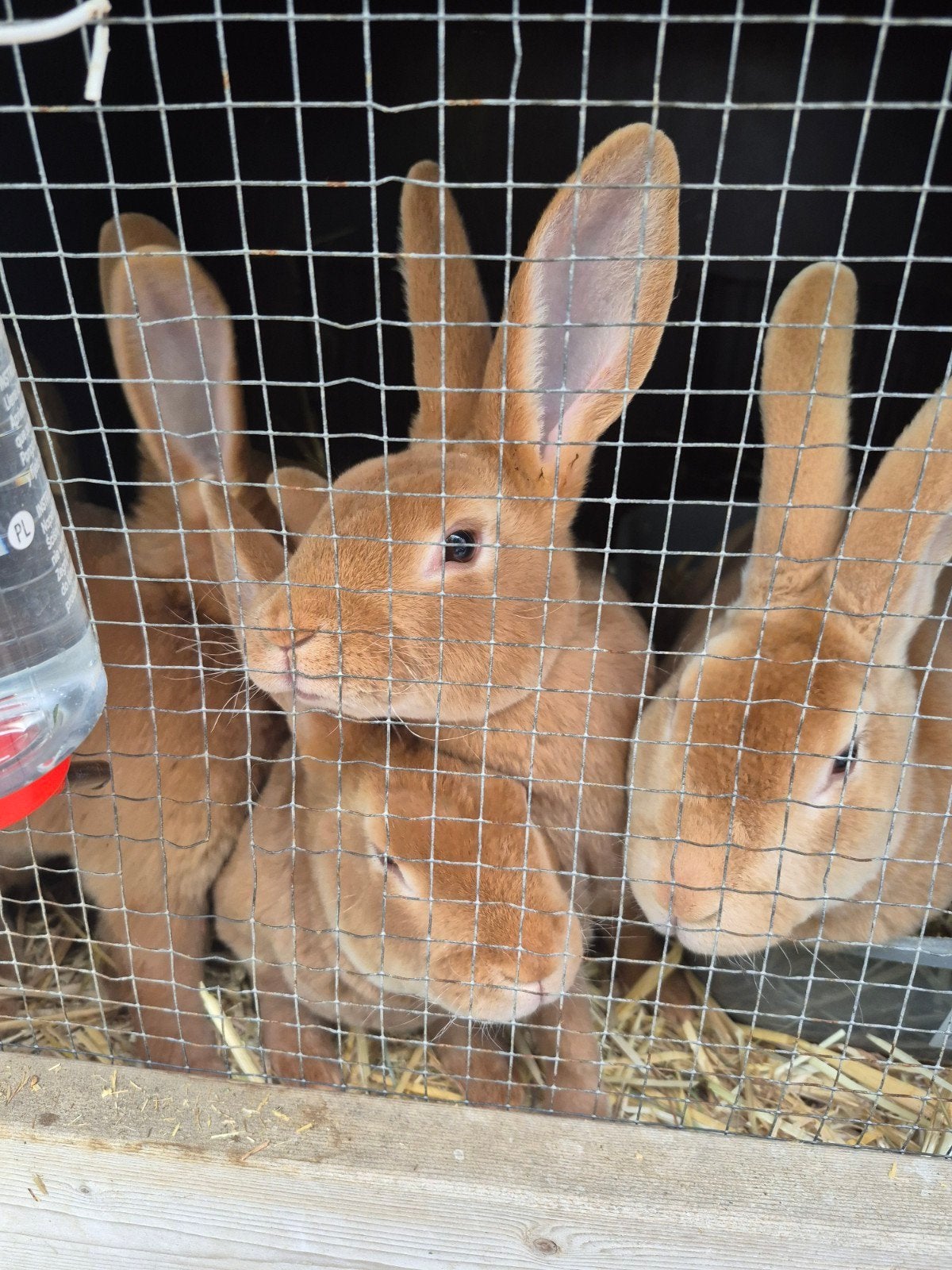 Standaard rex konijn geel gevaccineerd voedster, Dieren en Toebehoren, Konijnen, Meerdere dieren, Groot