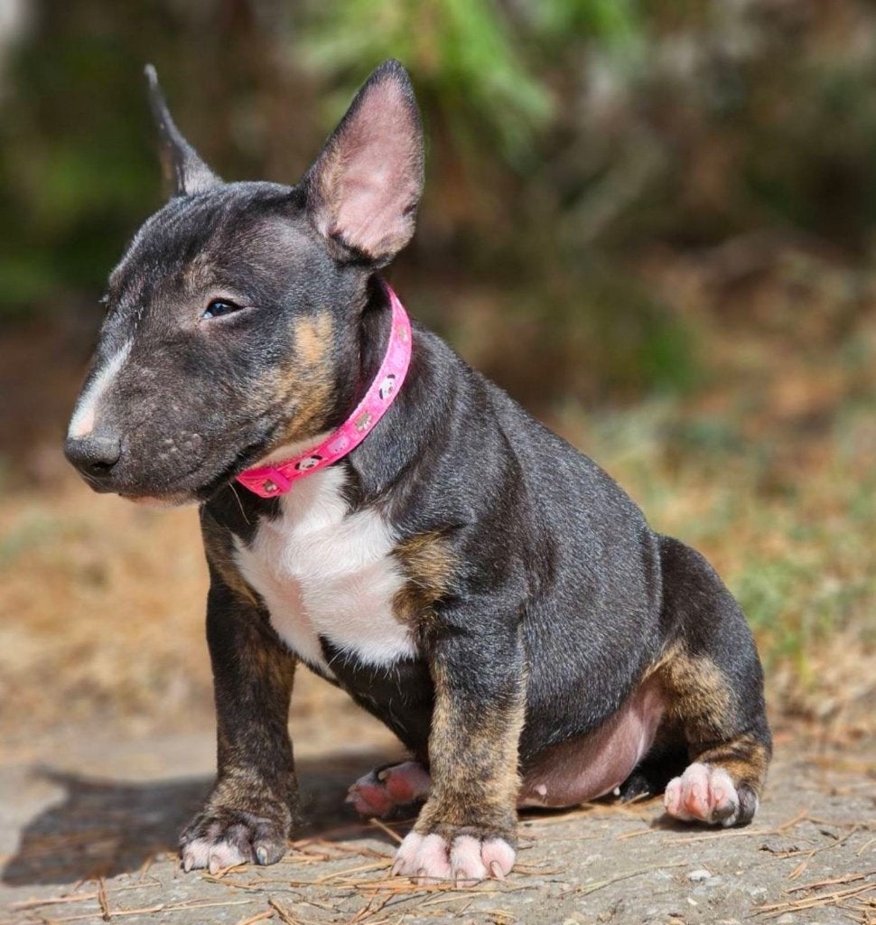 Prachtige Miniature Bullterrier pup, Dieren en Toebehoren, Honden | Jack Russells en Terriërs, Jack Russell Terriër, 8 tot 15 weken