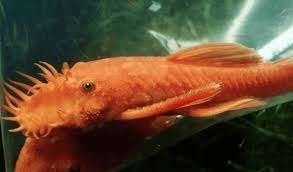 Ancistrus red 3-4 cm!!! € 9,50, Dieren en Toebehoren, Vissen | Aquariumvissen, Vis, Zoetwatervis