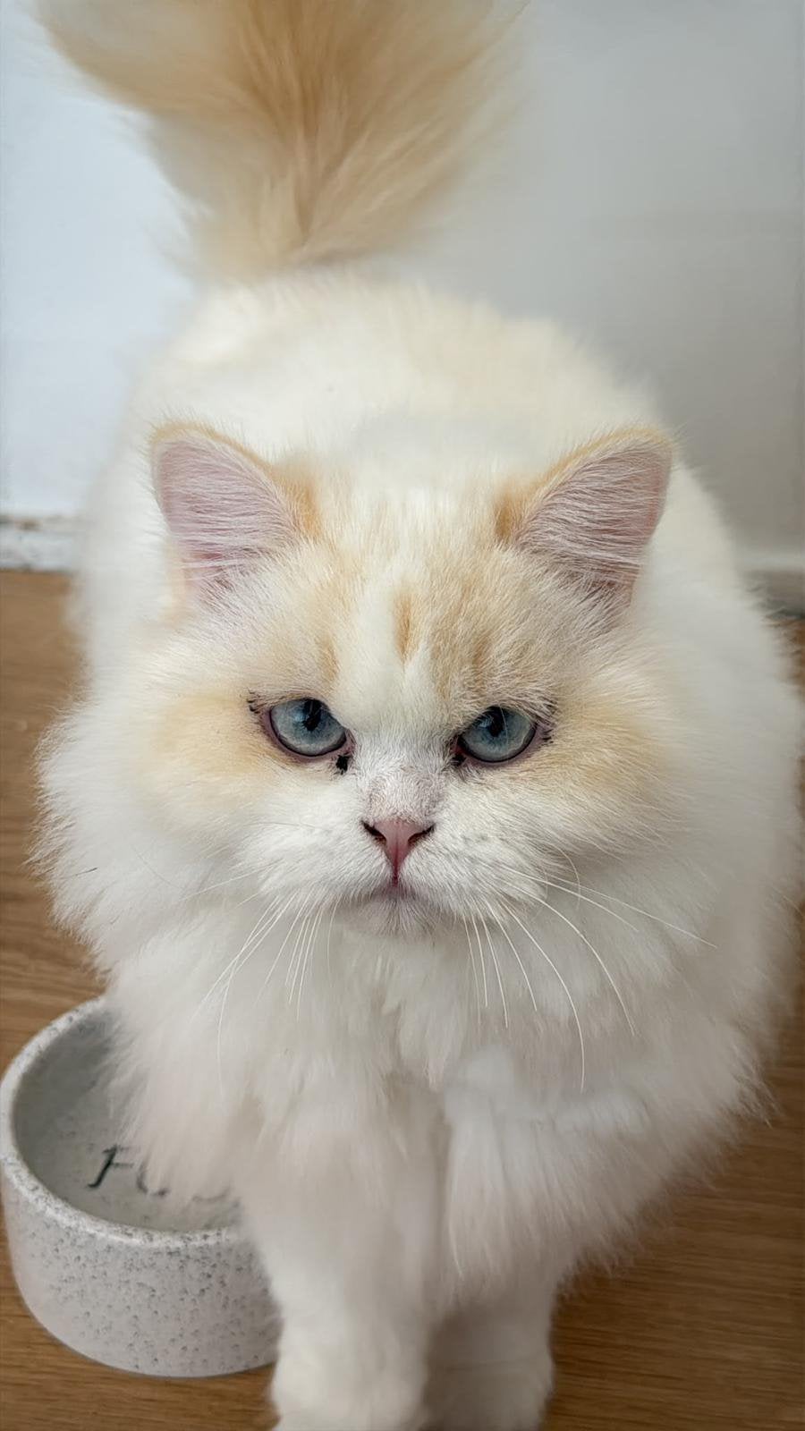 Selkirk straight longhair male, Dieren en Toebehoren, Kater