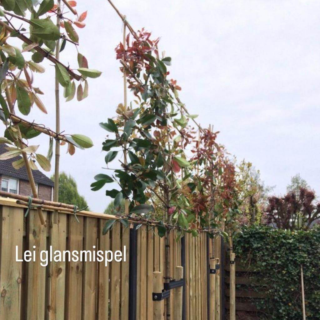 Leibomen lei linde laurier steeneik glansmispel olijfwilg, Tuin en Terras, Planten | Bomen, Ophalen of Verzenden, Halfschaduw