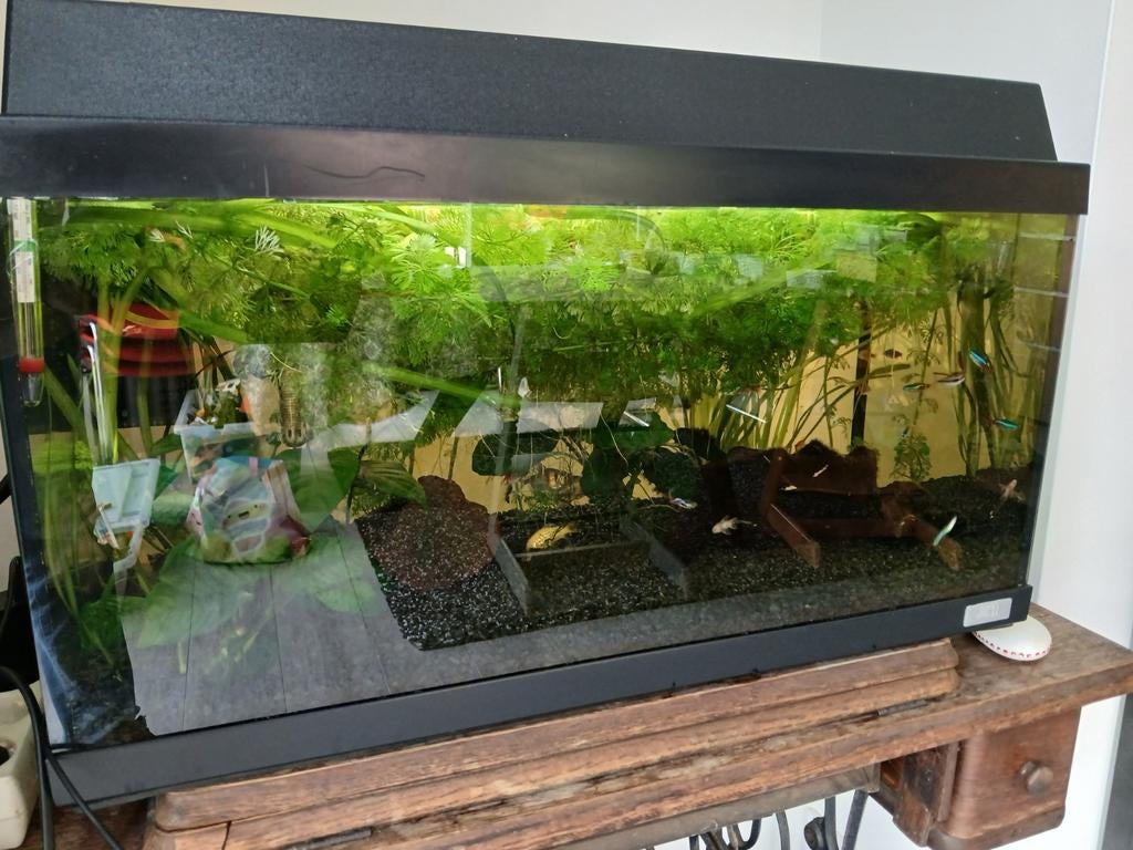 Compleet Juwel aquarium 60x30 cm, Ophalen, Zo goed als nieuw, Gevuld zoetwateraquarium
