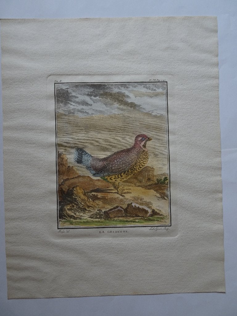 Ets in kleur Korhoen, vogel op rots, La Gelinote, Legrand, Antiek en Kunst, Handgekleurd, Verzenden, Gravure, Flora en Fauna