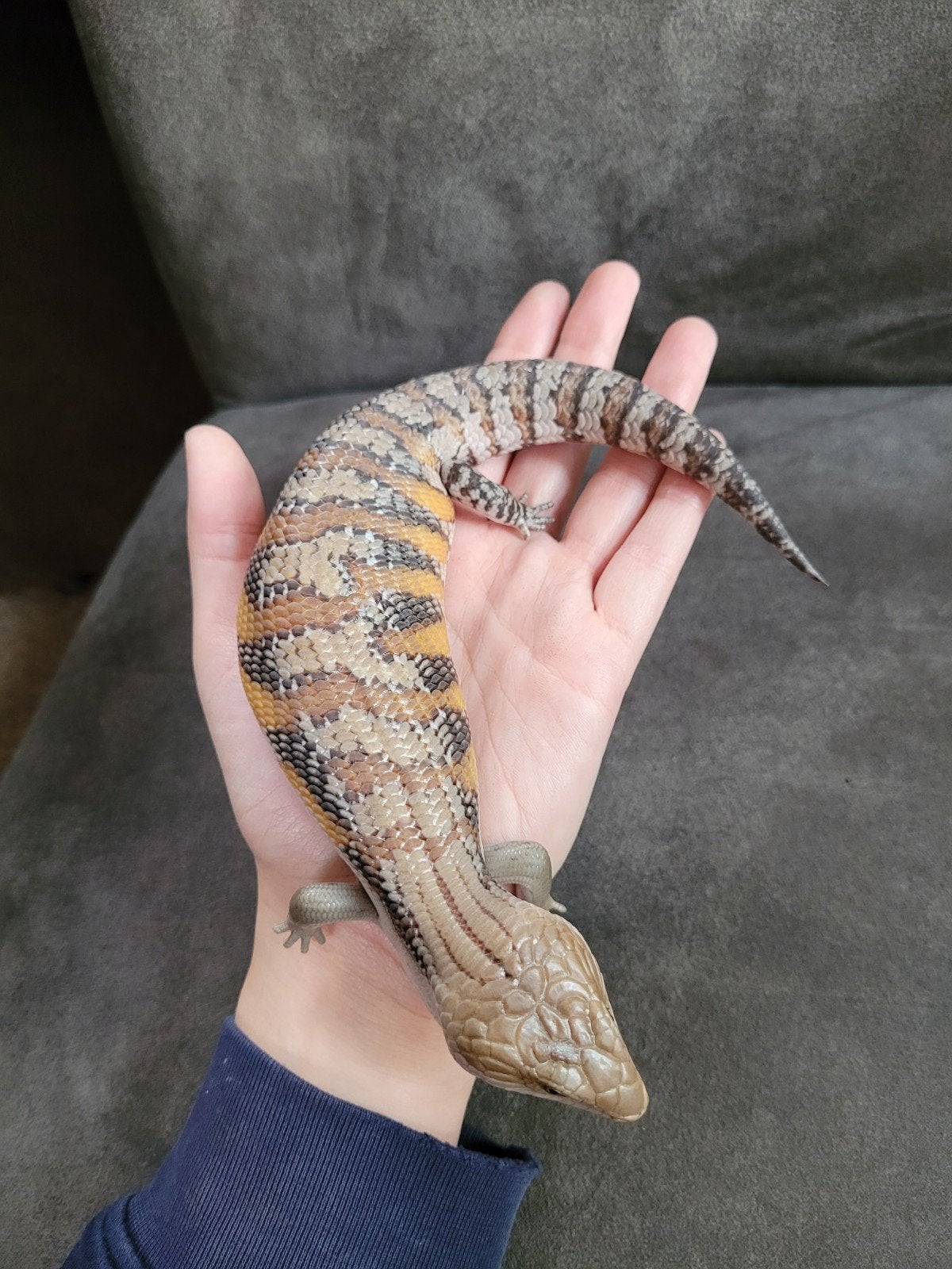 Jonge Australische blauwtongskinken - Tiliqua Scincoides Blue Tongue Skink photo 3