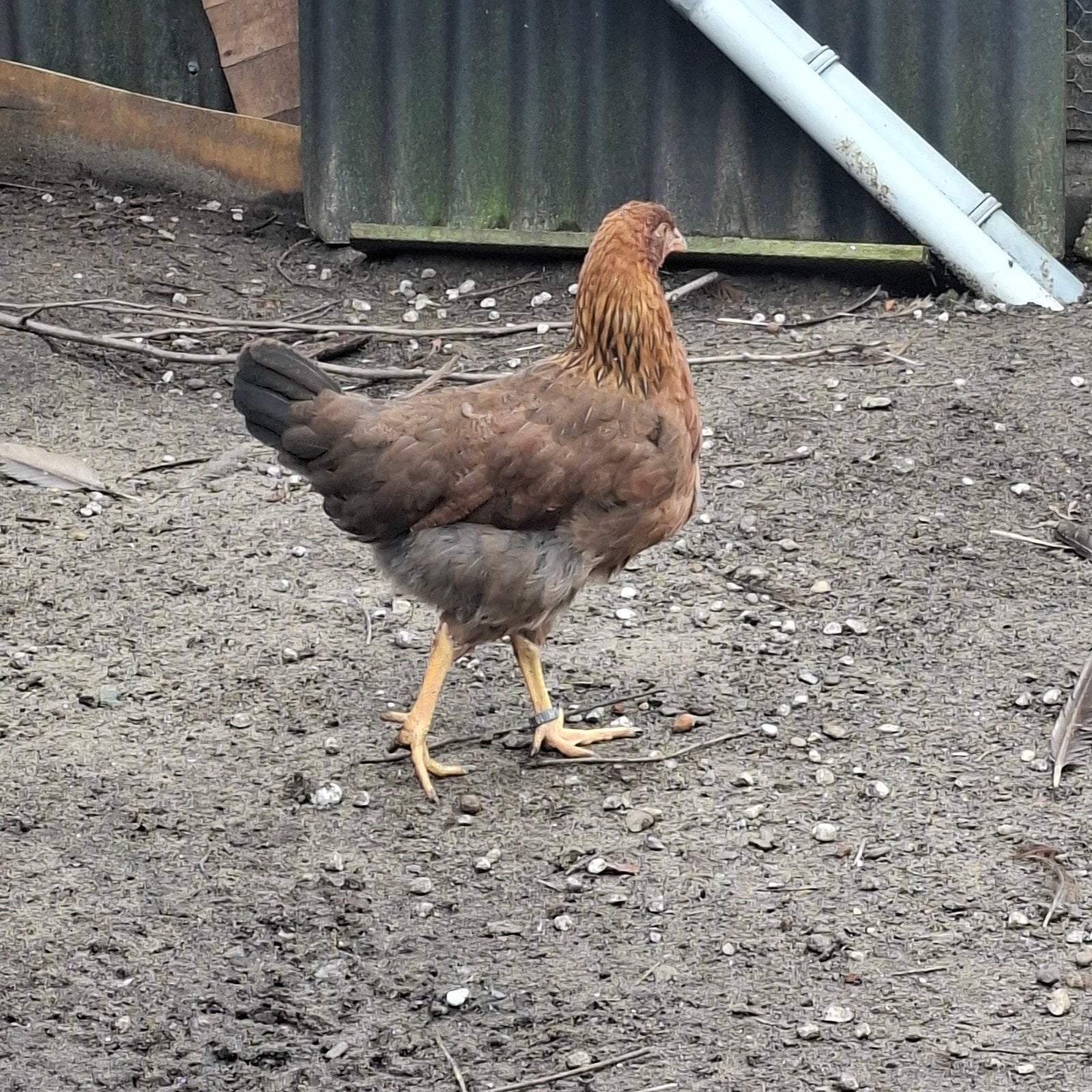 Raszuivere welsumers, Dieren en Toebehoren, Pluimvee