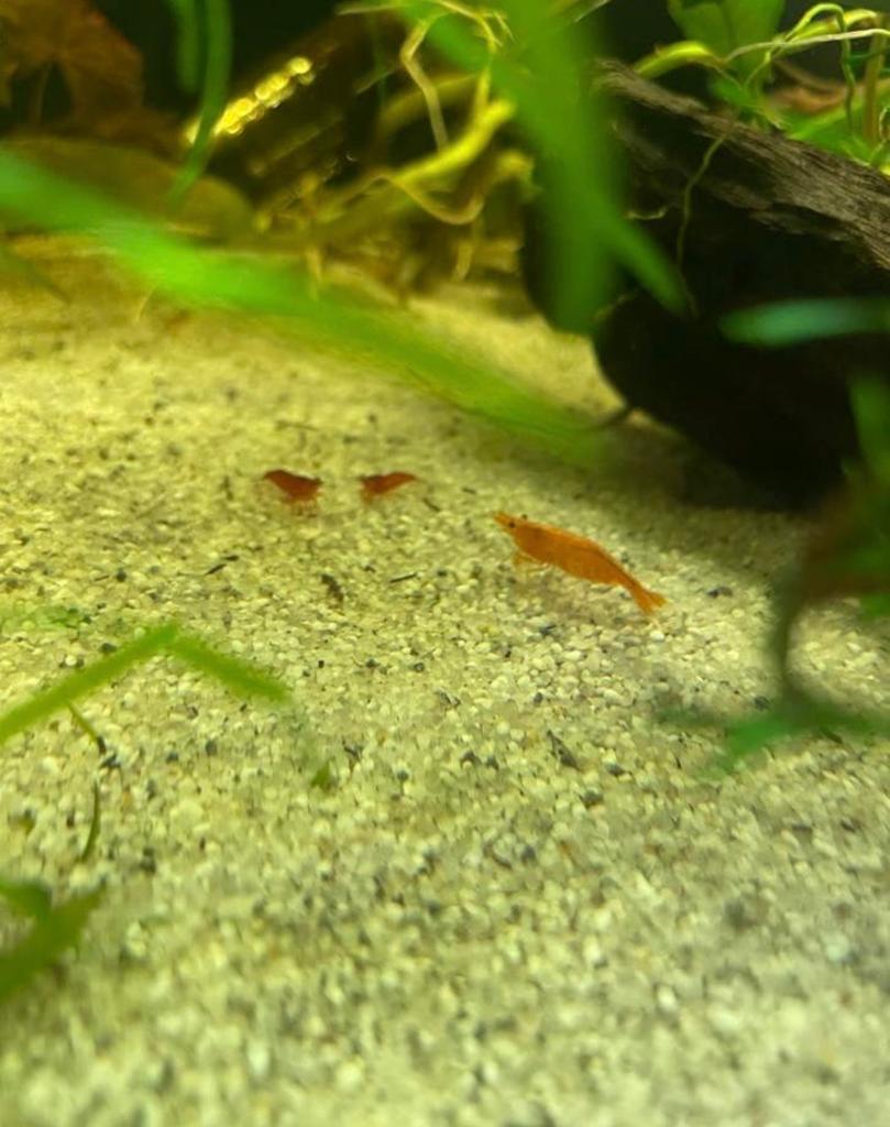 Rode en oranje neocaridina garnalen, Dieren en Toebehoren, Vissen | Aquariumvissen, Kreeft, Krab of Garnaal